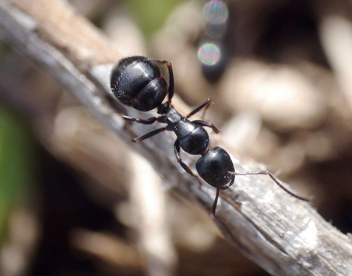 Image of Camponotus piceus (Leach 1825)