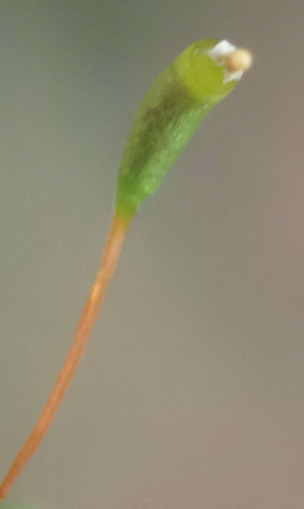 Image of Lindbergia pseudoleskeoides Dixon 1916