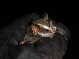 Image of Common Tent-making Bat