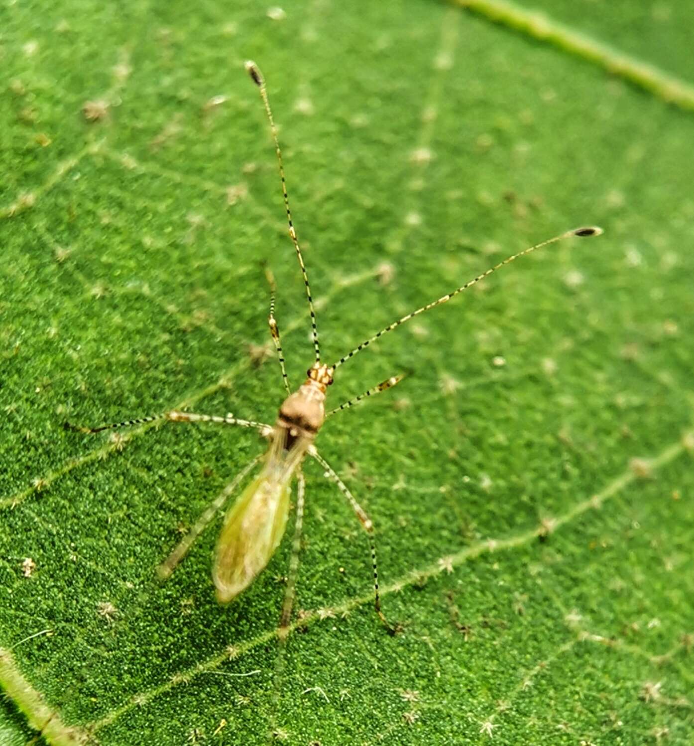 Image of Gampsocoris pacificus (China & W. E. 1930)