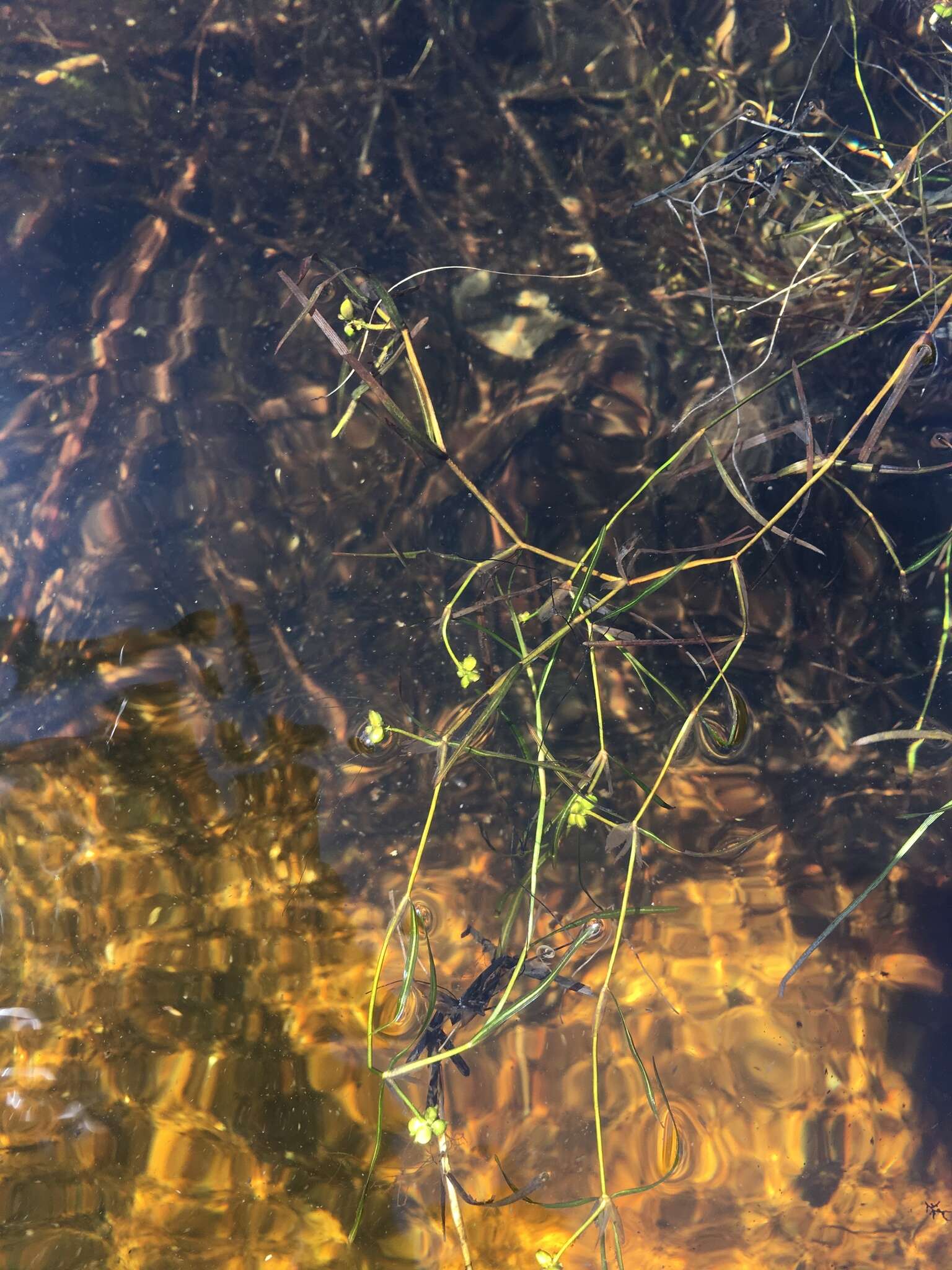 Image of Hill's pondweed