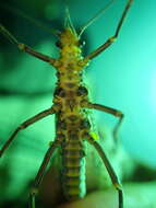 Image of Midwestern Salmonfly