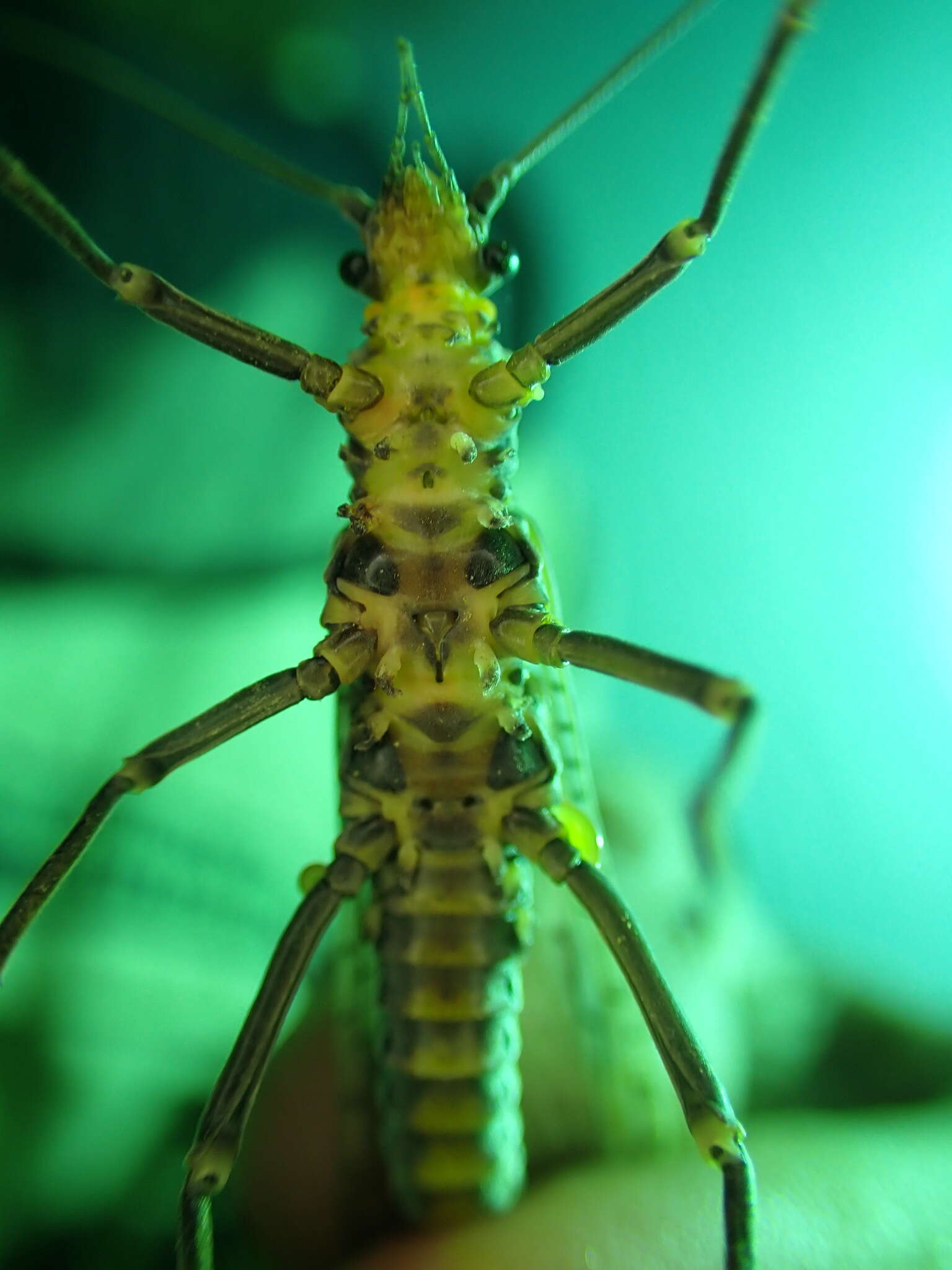 Image of Midwestern Salmonfly