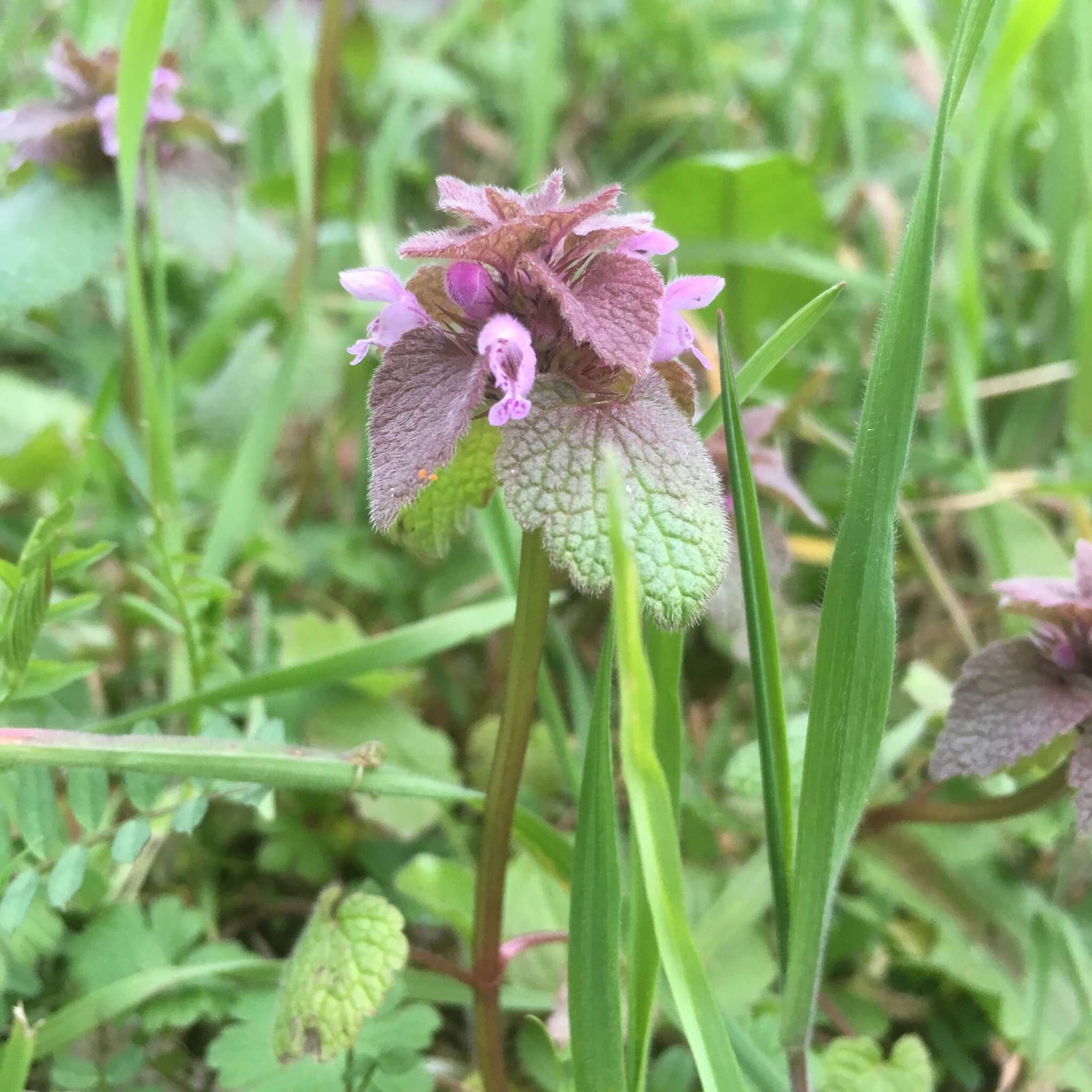 Imagem de Lamium purpureum var. purpureum