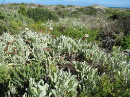 Image of African daisy