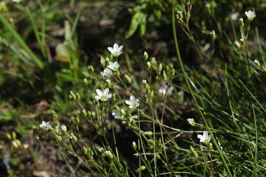 Image of Minuartia hirsuta (M. Bieb.) Hand.-Mazz.