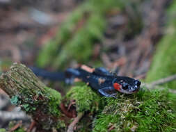 Image of Jordan's Salamander