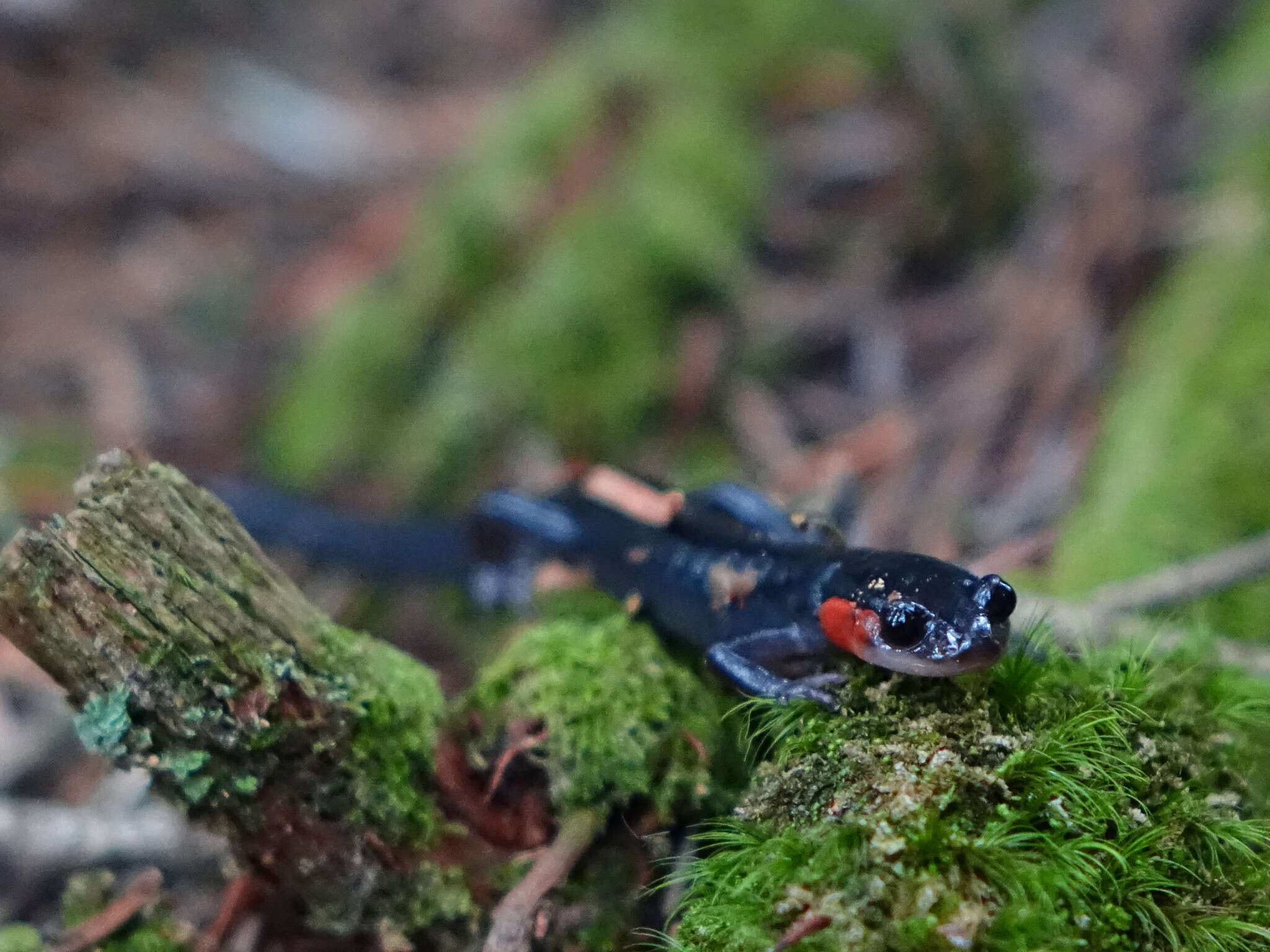 Image of Jordan's Salamander