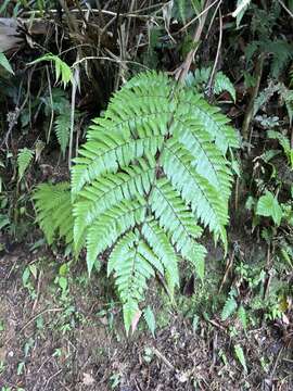 Image of Bird-Wing Tree Fern