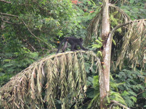 Image of Eastern Ebony Leaf Monkey