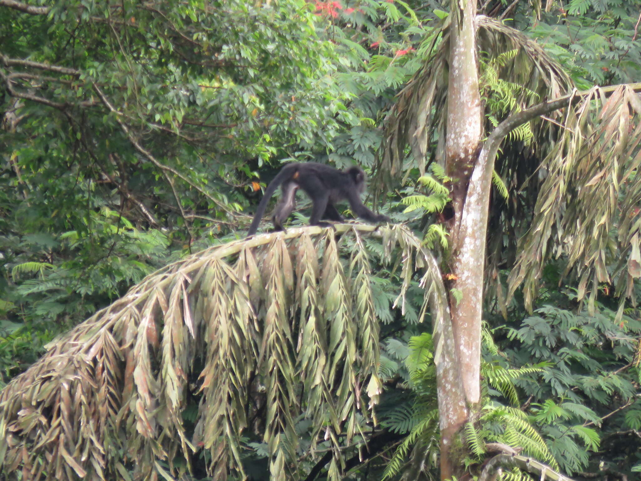 Image of Eastern Ebony Leaf Monkey