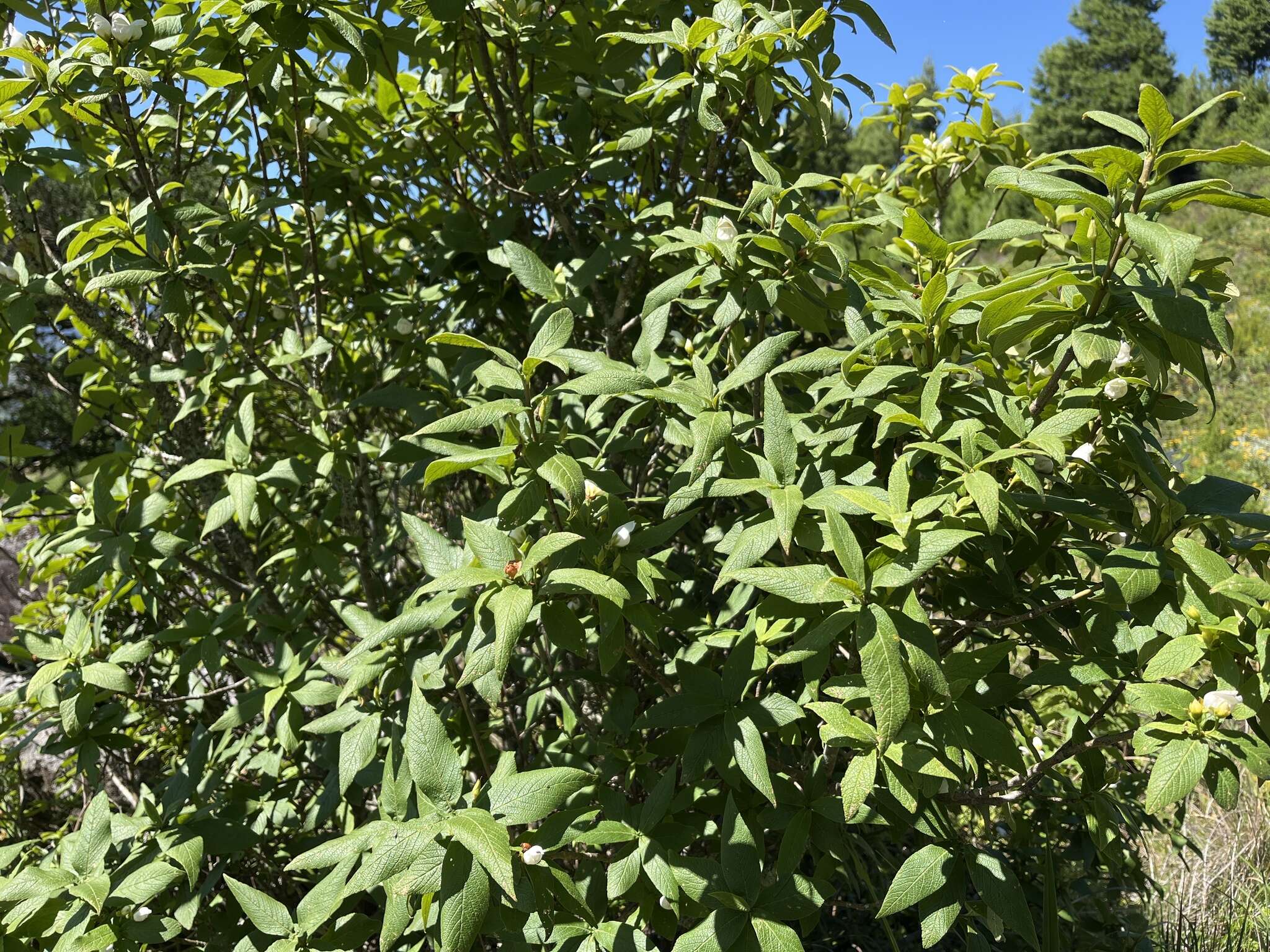 Image of Bowkeria verticillata (Eckl. & Zeyh.) Druce