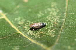 Image of Deltocephalus pulicaris Fallén 1806