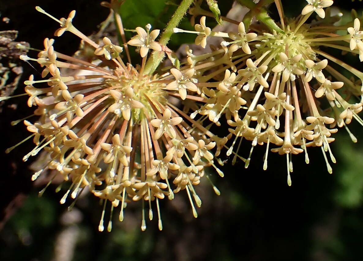 Imagem de Uncaria lanosa var. appendiculata (Benth.) Ridsdale