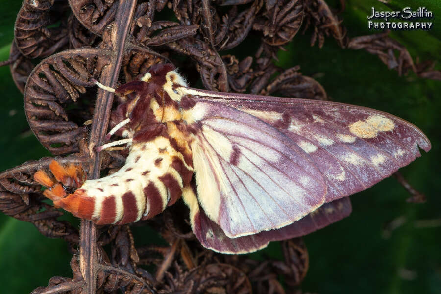 Image of Citheronia phoronea (Cramer 1779)