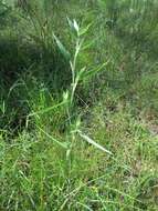 Image of Woolly Rosette Grass