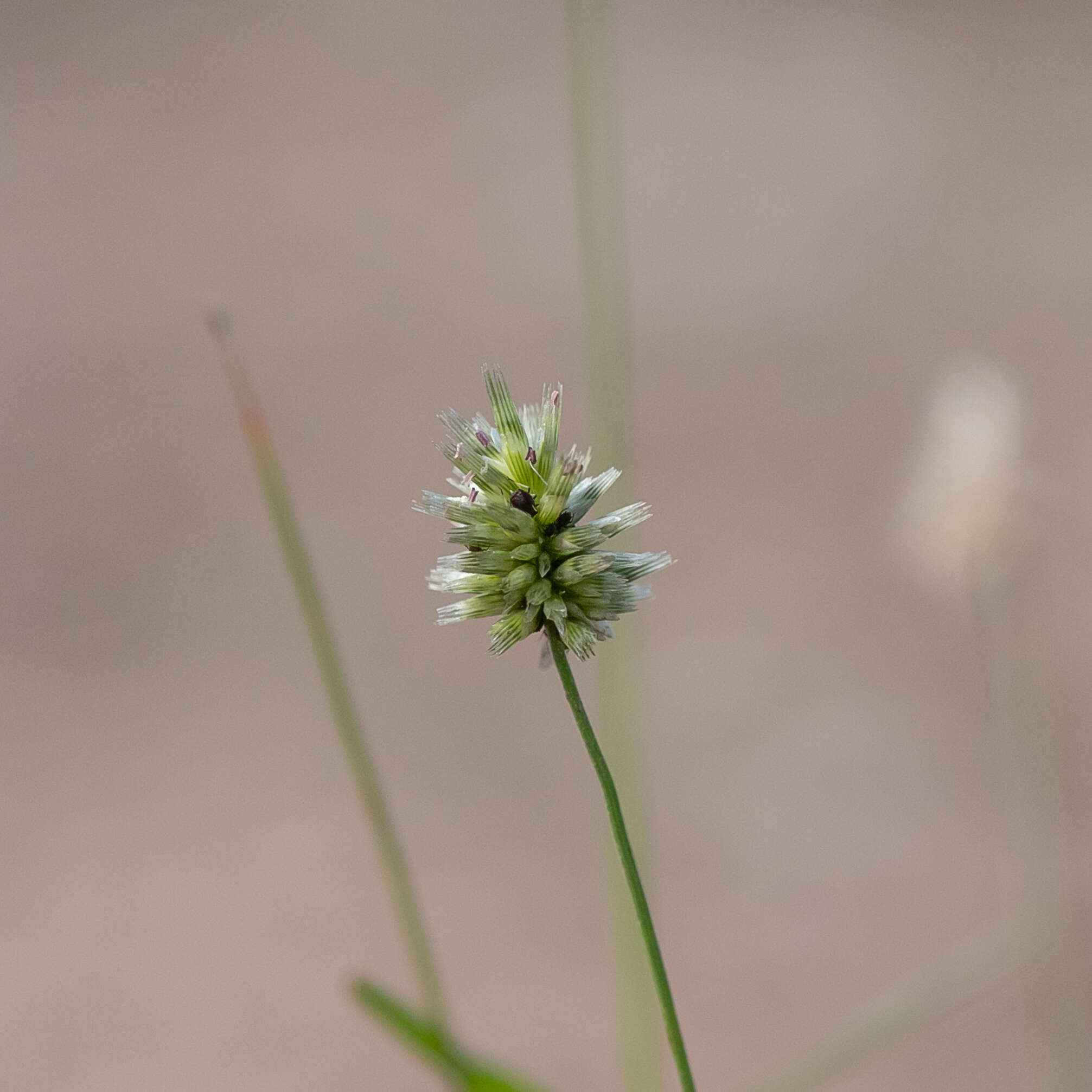 Image of Enneapogon lindleyanus (Domin) C. E. Hubb.