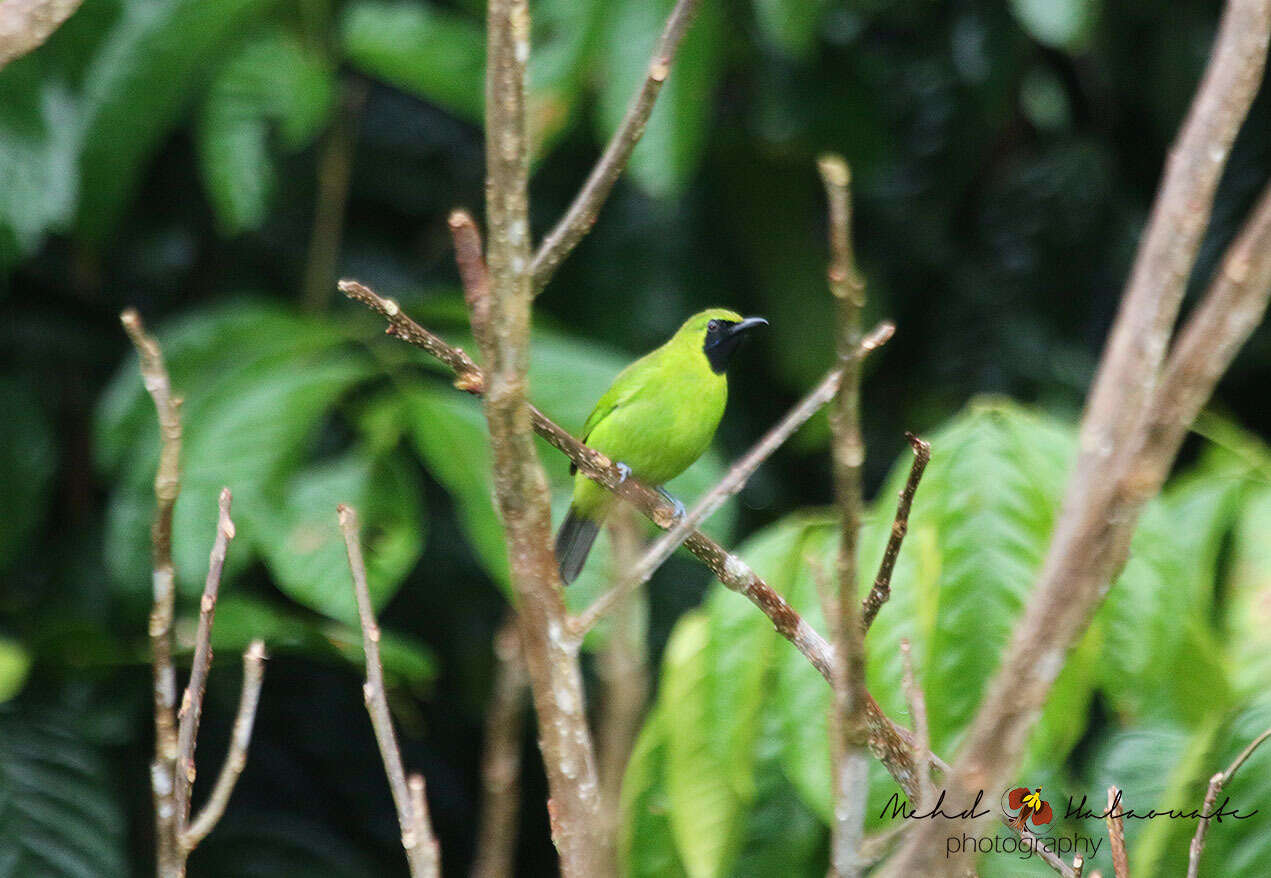 Image of Lesser Green Leafbird