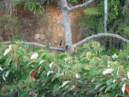 Image of stump-tailed porcupine