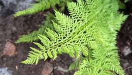 Image of American Alpine Lady Fern