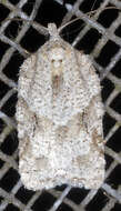 صورة Acleris placidus Yasuda & Kawabe 1980