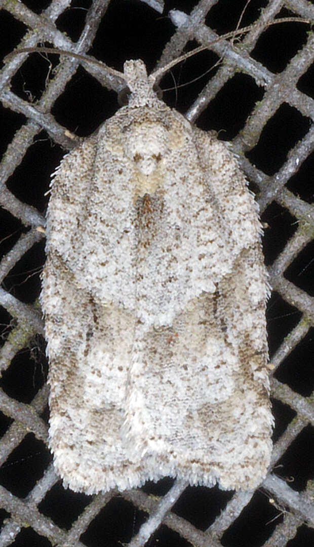 صورة Acleris placidus Yasuda & Kawabe 1980