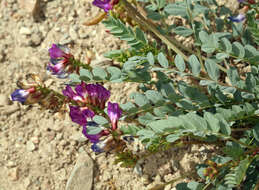 Image of Astragalus oophorus var. oophorus