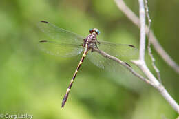 Image of Ringed Forceptail