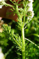 صورة Achillea clusiana Tausch