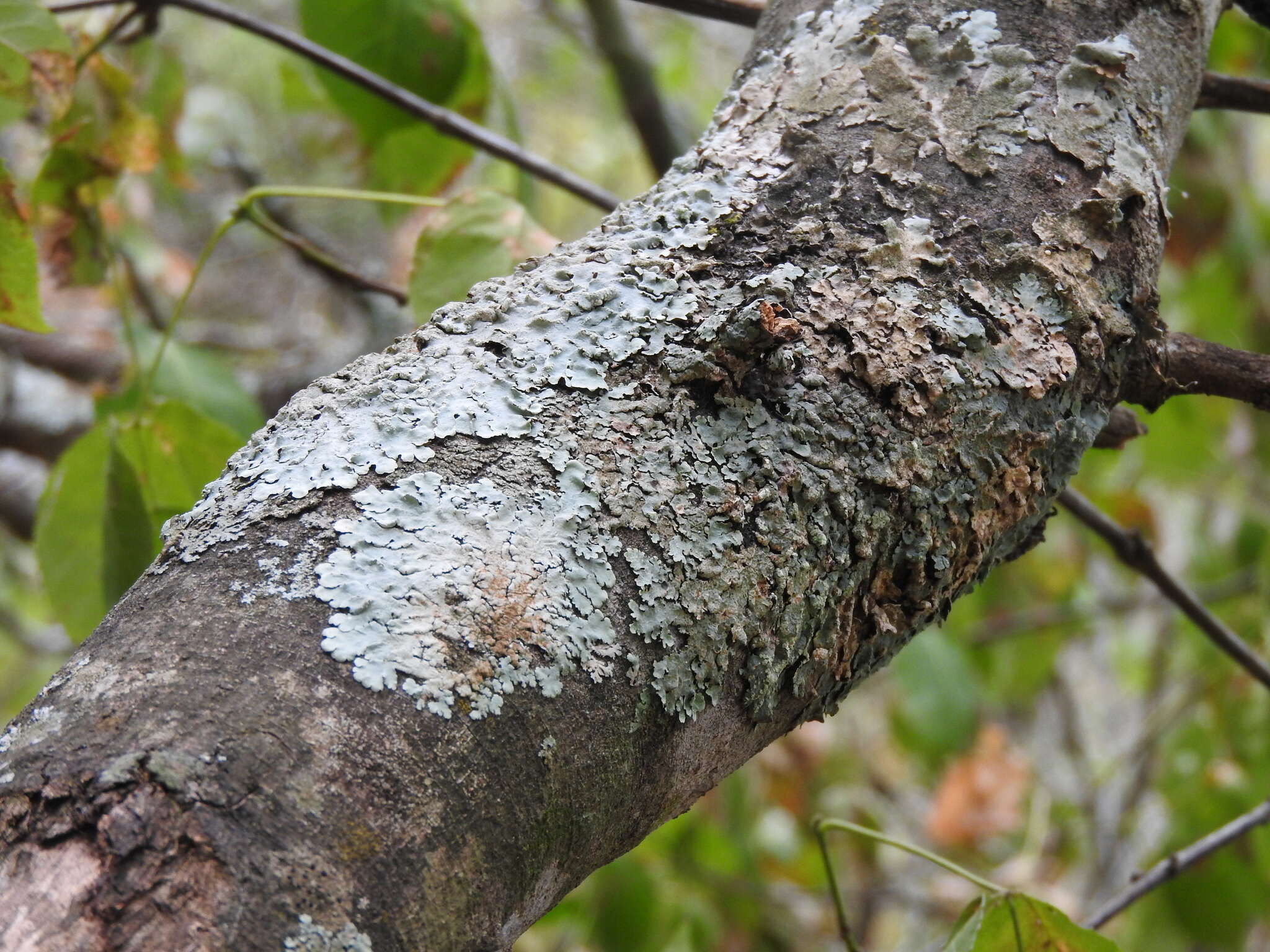 Image of Texan canoparmelia lichen