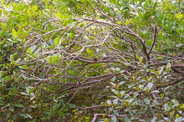 Image of Monteverdia obtusifolia (Mart.) Biral