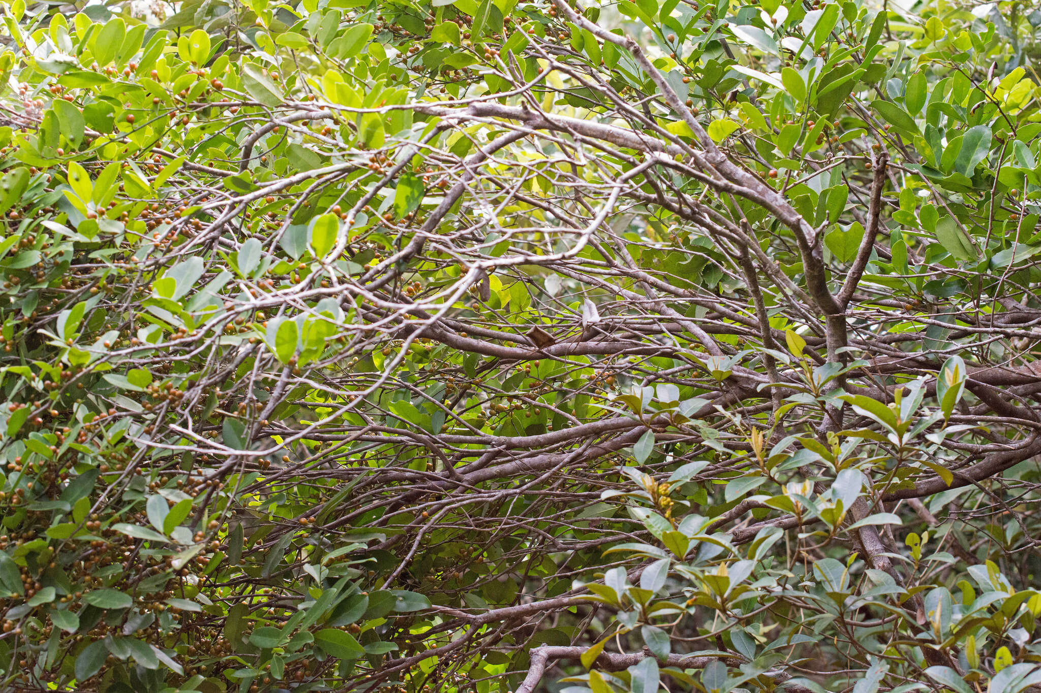 Image of Monteverdia obtusifolia (Mart.) Biral