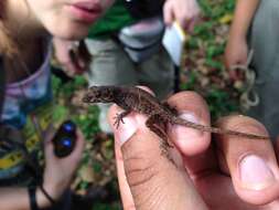 Sivun Anolis humilis Peters 1863 kuva