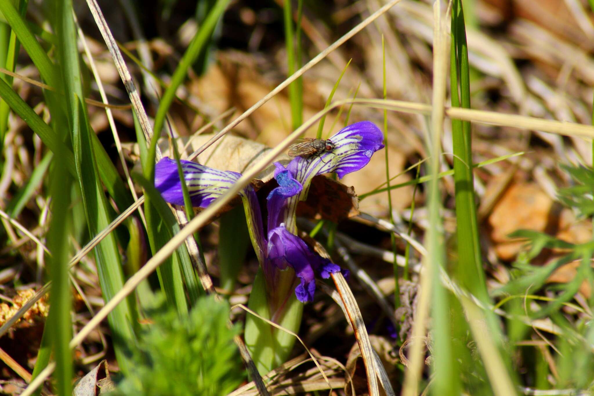 Plancia ëd Iris ruthenica Ker Gawl.