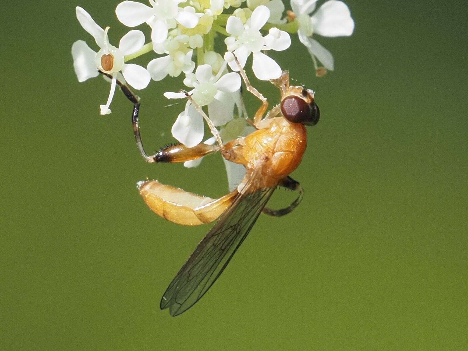 Image of Sphegina sibirica Stackelberg 1953