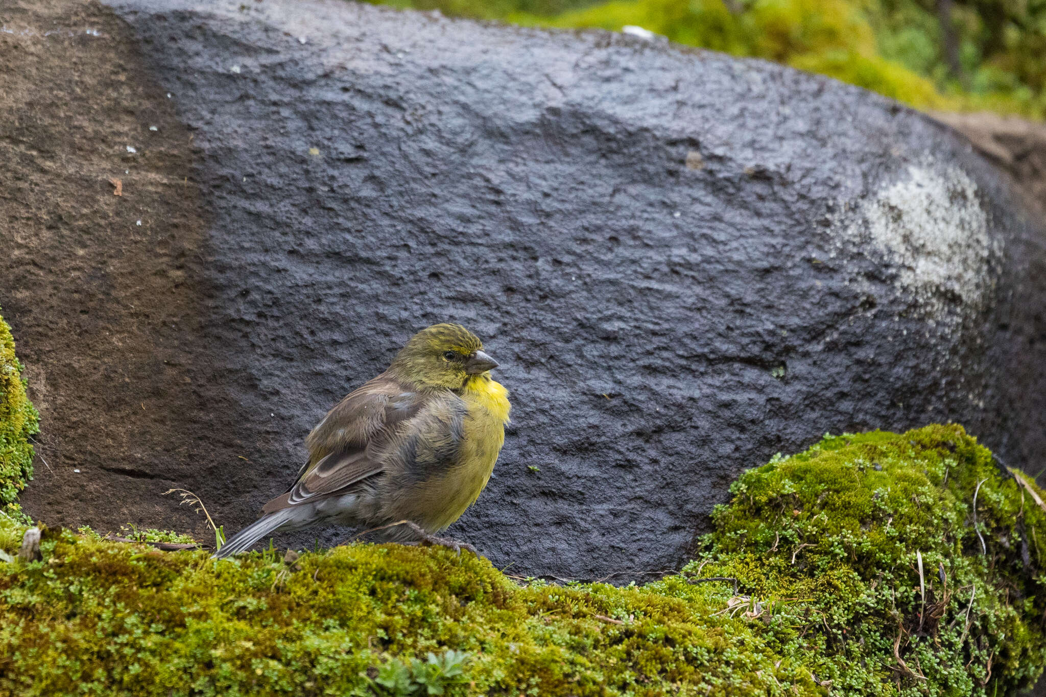 Image of Drakensberg Siskin