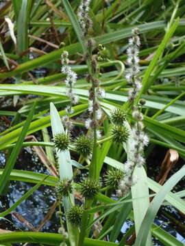 Image de Sparganium erectum subsp. neglectum (Beeby) K. Richt.