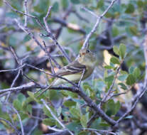 Empidonax occidentalis Nelson 1897的圖片