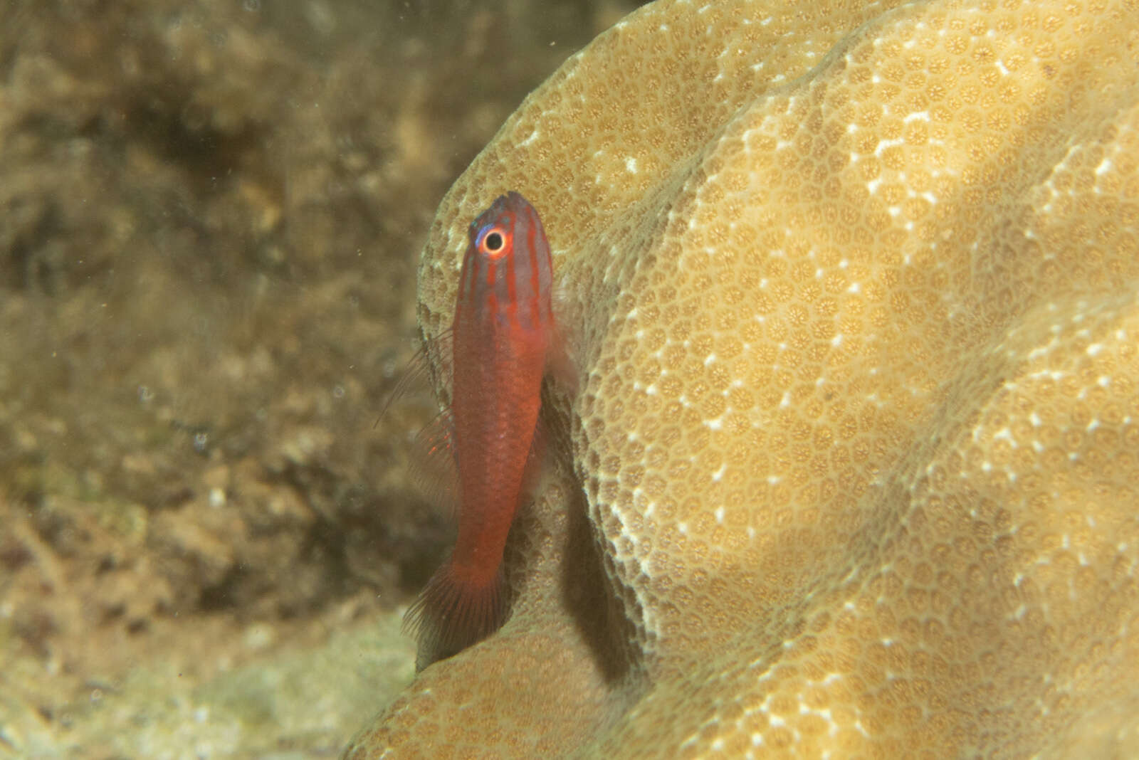 Image of Stripehead dwarfgoby