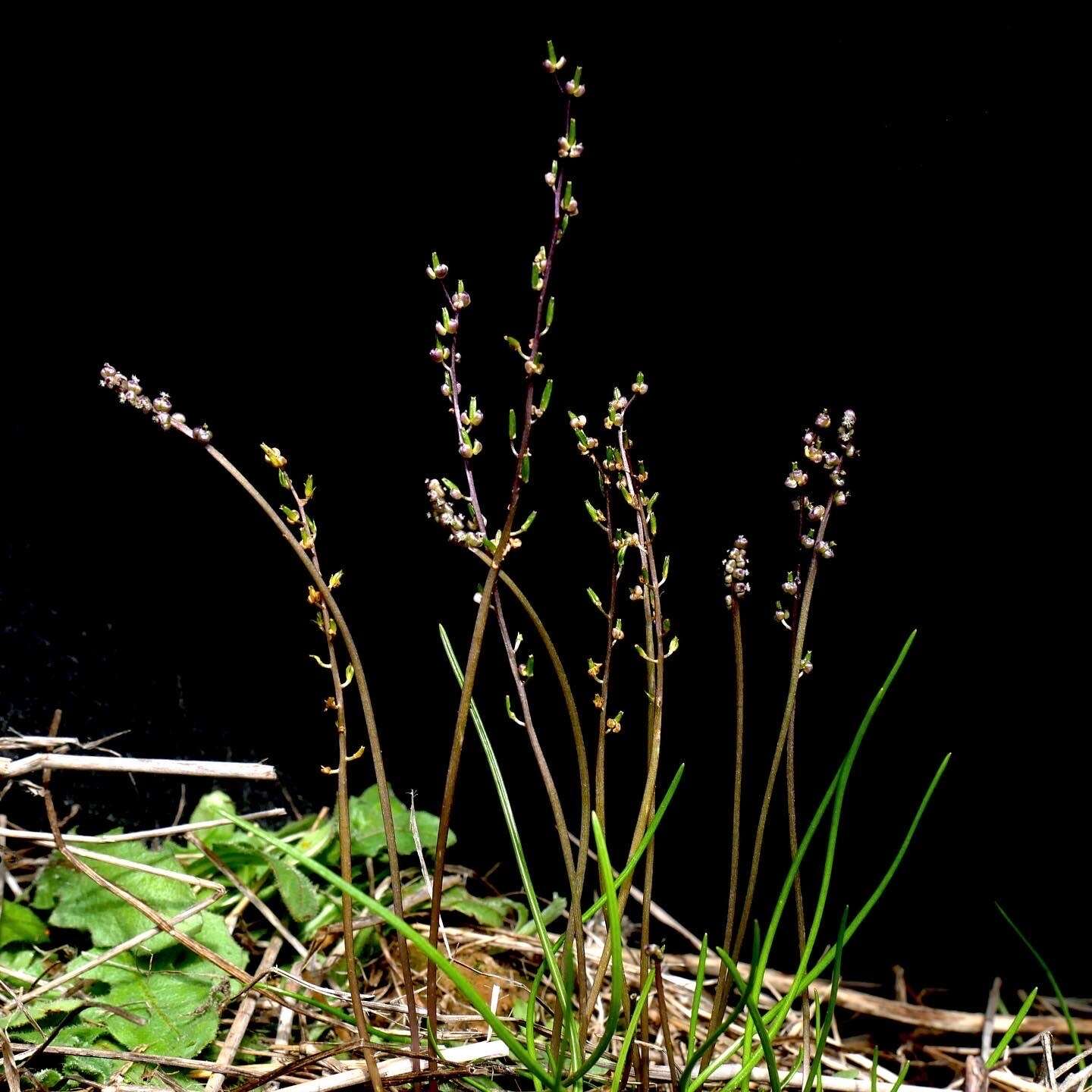 Image of Triglochin laxiflora Guss.