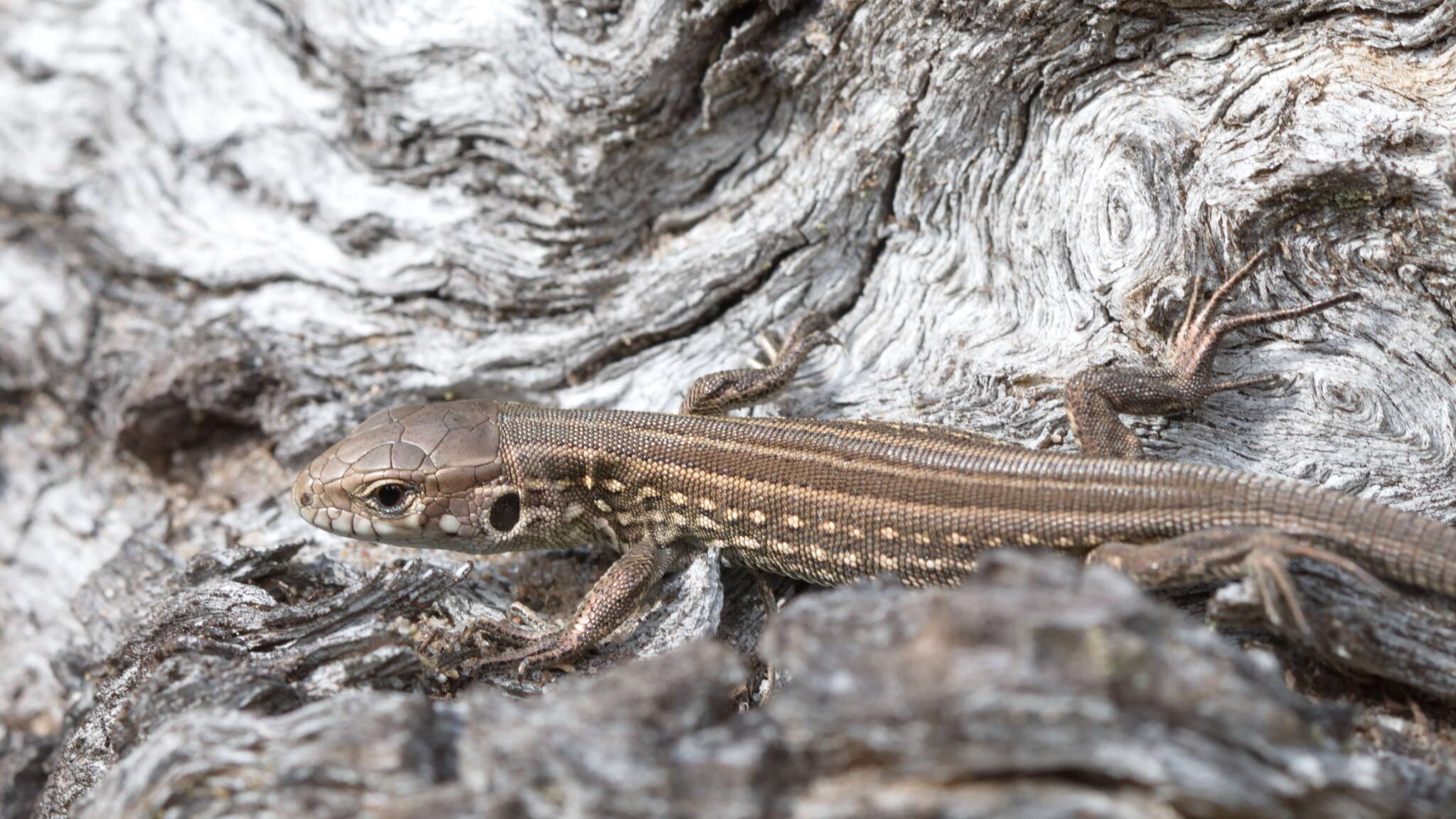 Image of Lacerta agilis exigua Eichwald 1831