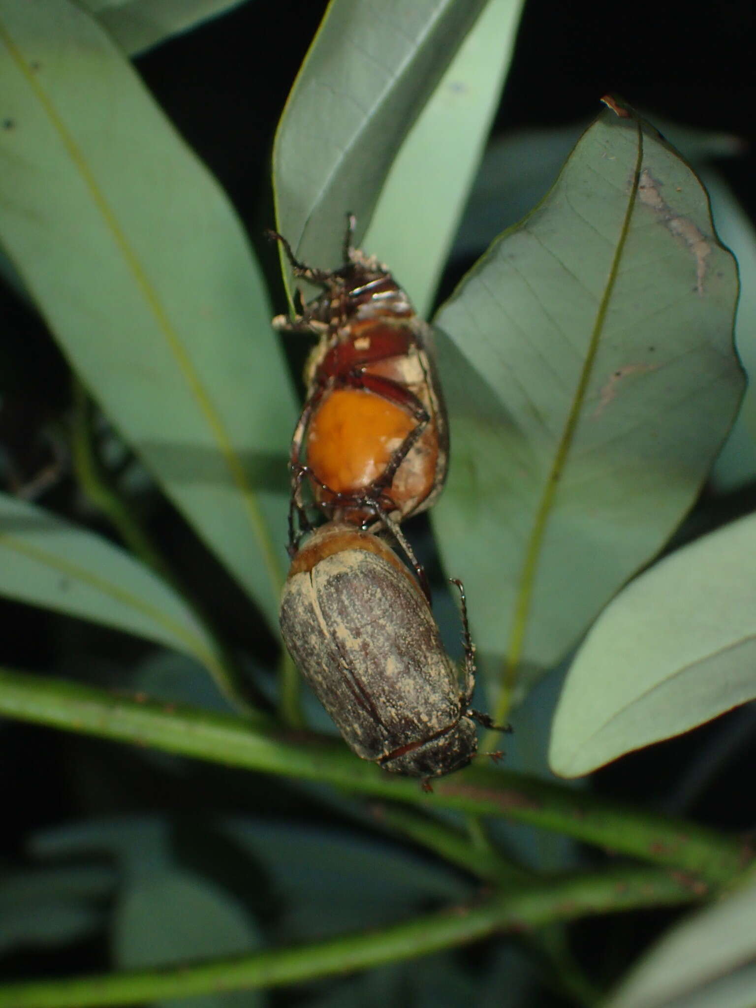 Image de Holotrichia lata Brenske 1892