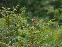 Image of Grey-breasted Prinia