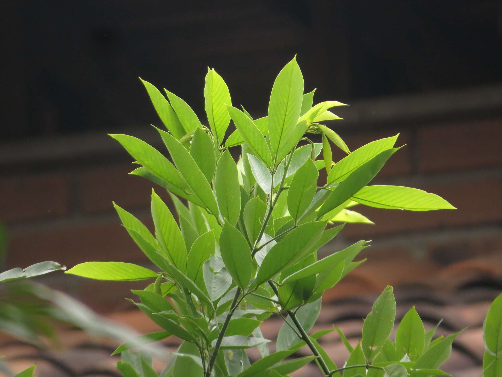 Image of Philippine pigeonwings