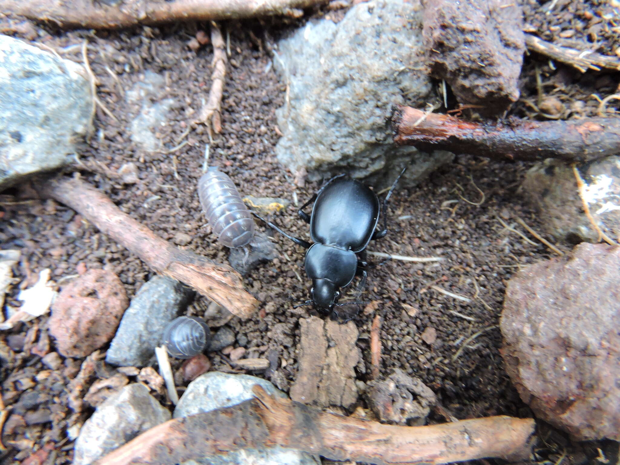 Image of Calosoma (Blaptosoma) laeve Dejean 1826