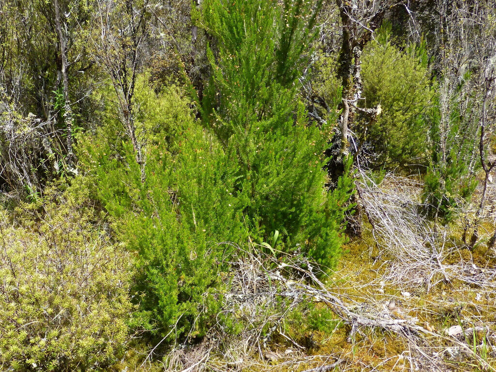 Image of Portuguese Heath