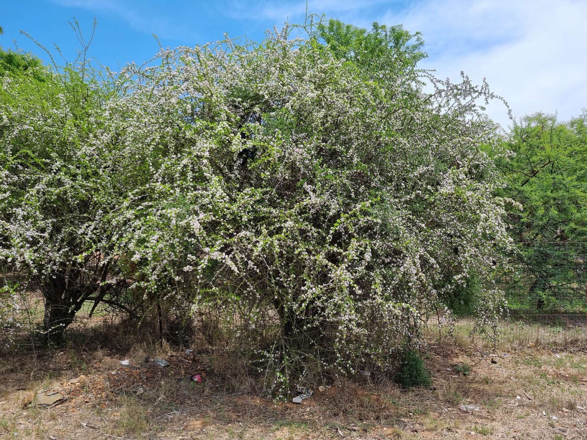 Image of Ehretia rigida subsp. nervifolia Retief & A. E. van Wyk