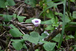 Image of sweet potato