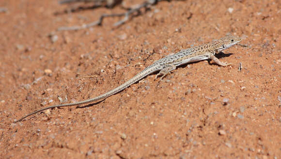 Image of Spotted Sand Lizard