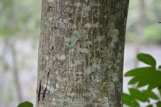 Plancia ëd Pterocarya rhoifolia Sieb. & Zucc.